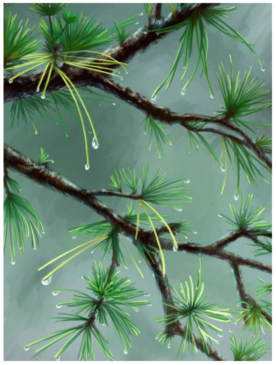 Pine needles with raindrops