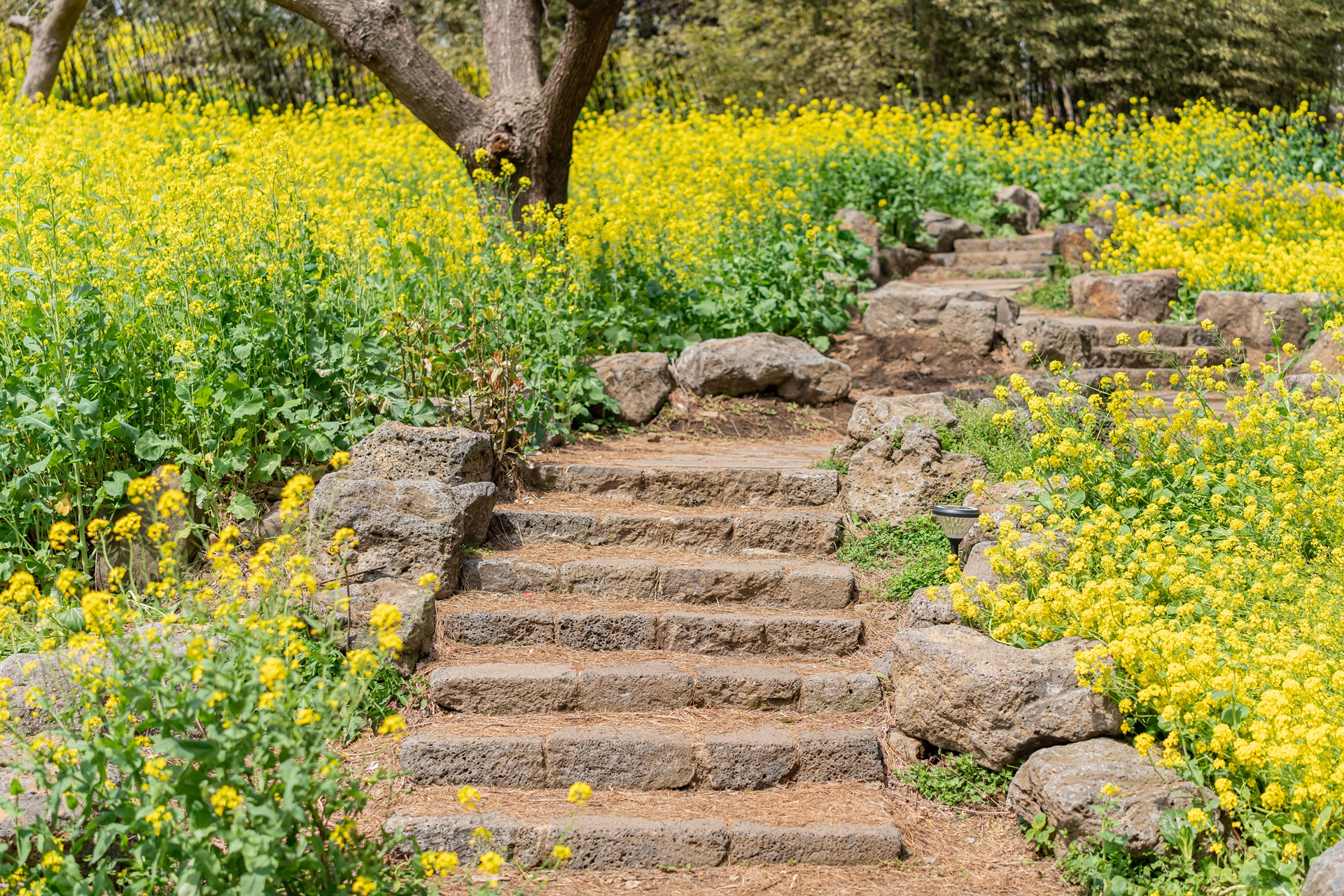 #JW가든 #JW메리어트제주 #댄싱두루미 #더플라잉호그 #아일랜드키친 #유채꽃 #제주사진 #제주여행 #제주유채꽃 #제주호텔