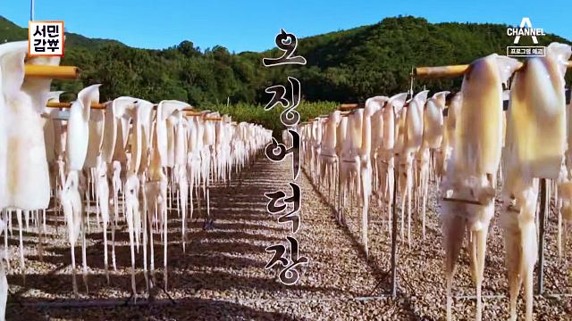 서민갑부-경북-영덕-반건조-오징어-갑부-피데기-덕장