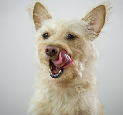 강아지 발 핥는 이유 스트레스 대처법