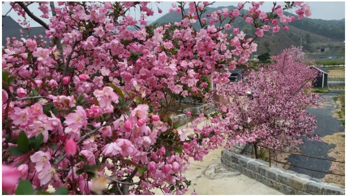 고창 핑크뮬리 축제