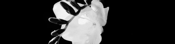 프리지아 꽃말: 하얀색 (흰색)