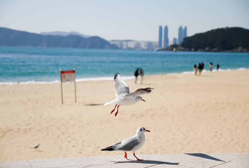 해운대갈매기