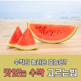 모종 고르는 법 줄기 굵기 잎색 뿌리상태 병해 흔적 확인_2