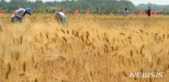 보리 재배 월동 관리 파종 밀도 웃자람 방지_5