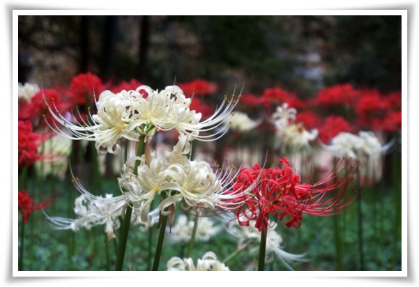 화초 "꽃무릇" 잎 없는 꽃, 가을 정원의 매혹적인 붉은 여왕!