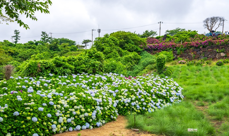 제주 마노르블랑 수국축제