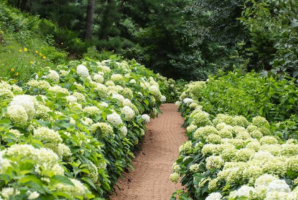 충청권 수국 명소 추천 7곳, 지금 안 가면 손해! 여름 꽃 여행지