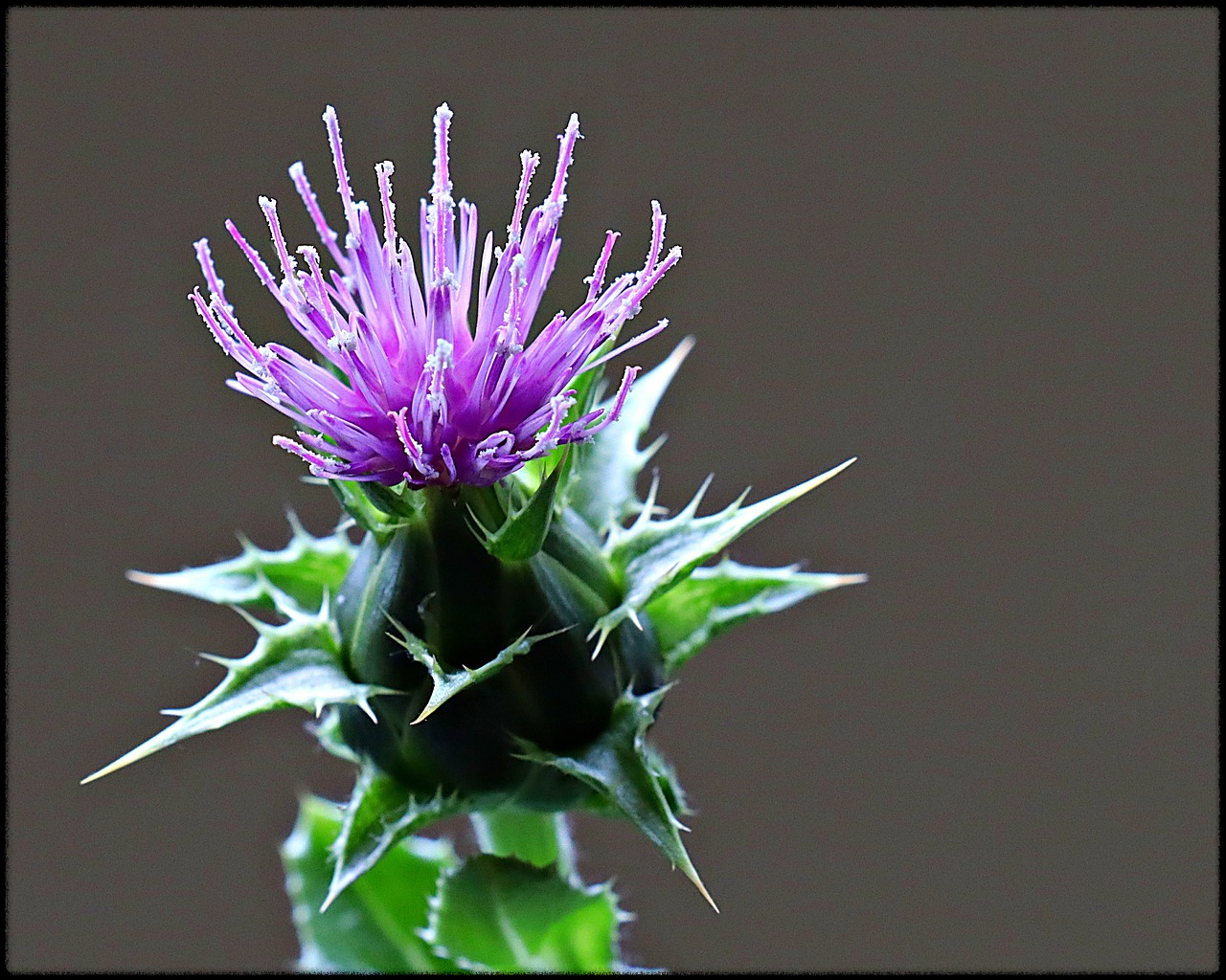 밀크씨슬 이미지8