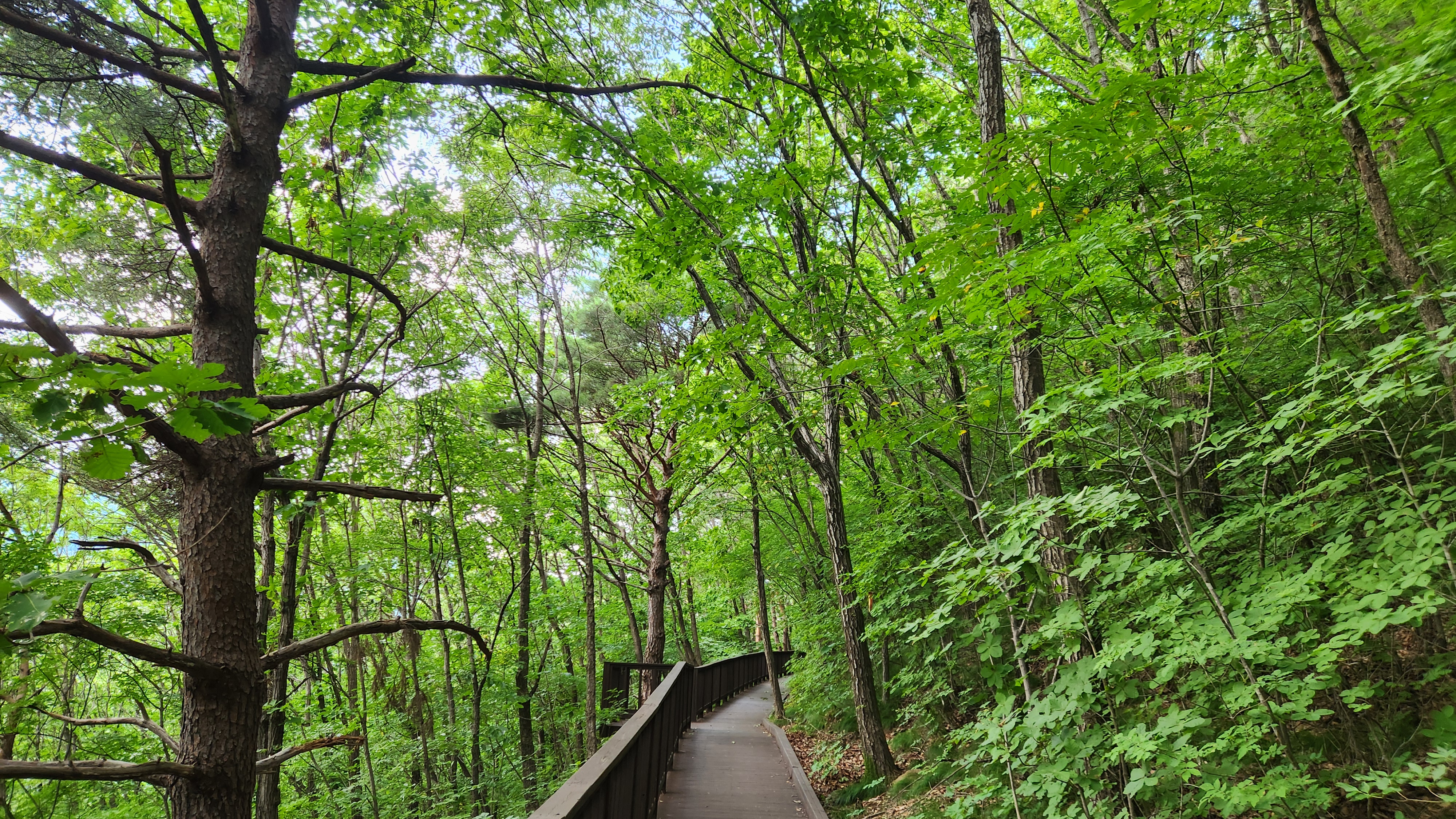 국립산림치유원 예천 문필마을, 문필 데크로드의 울창한 숲