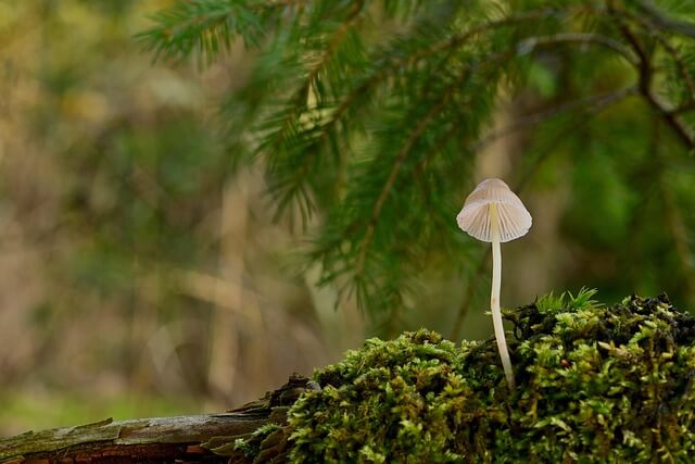 진균의 독소: 마이코톡신의 종류와 인체에 미치는 영향