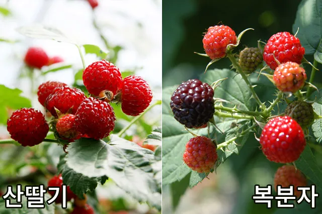 복분자 산딸기 차이점 생김새 영양소 비교 정리_2