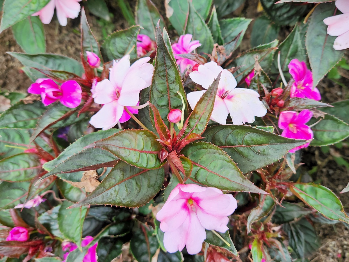 산파첸스
