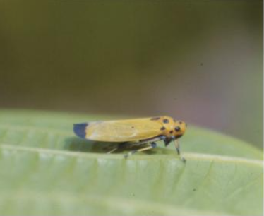 끝검은말매미충