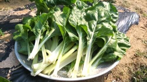 근대-재배-수확방법-아랫잎-따내기-수확