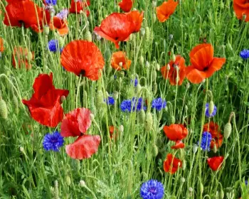 원주 용수골 꽃양귀비 축제_19