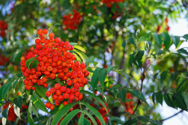 마가목 효능 총정리
