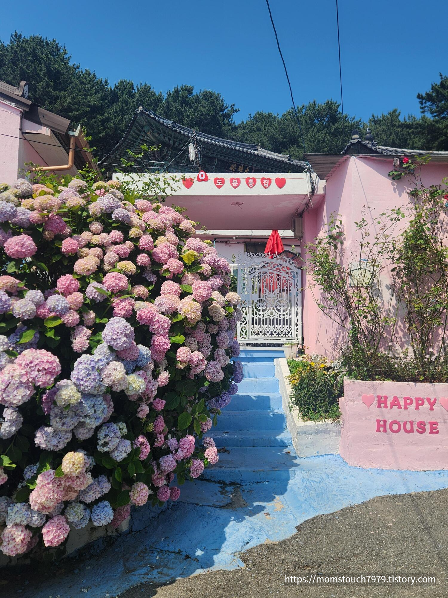 영도 분홍집 수국