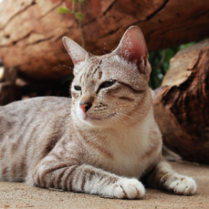고양이-품종-17가지-종류-완벽-총정리