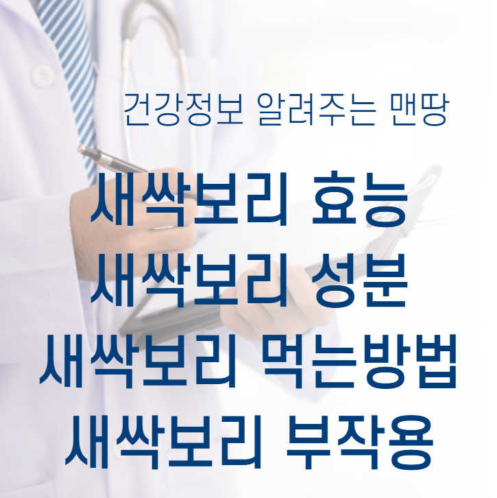새싹보리