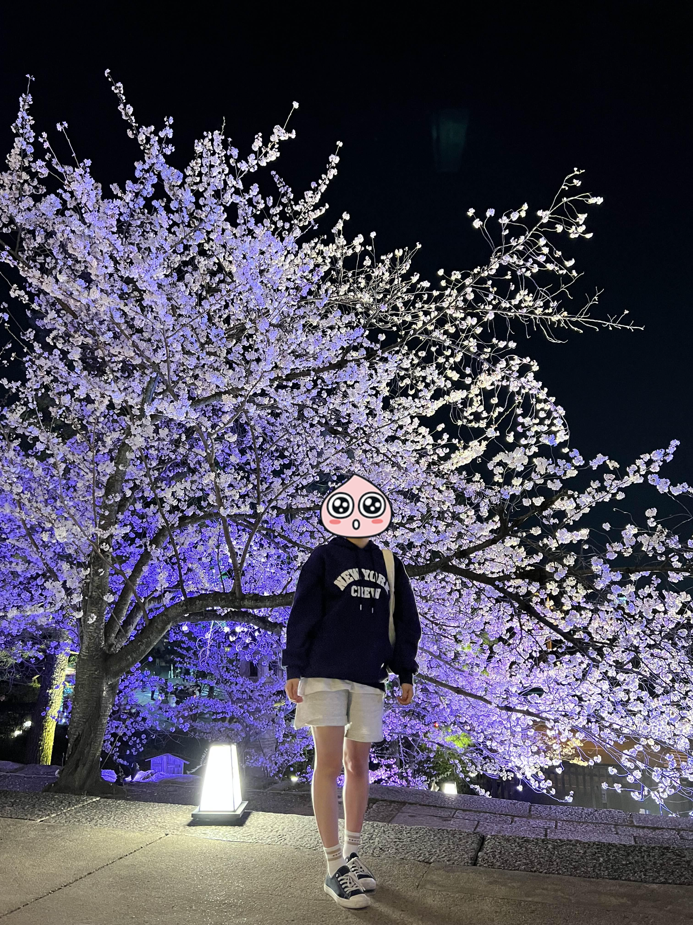 교토 벚꽃 사진 스팟 지온인