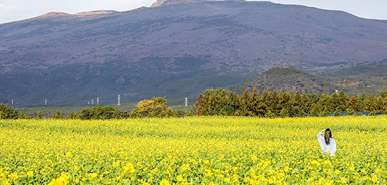 제주 유채꽃 축제