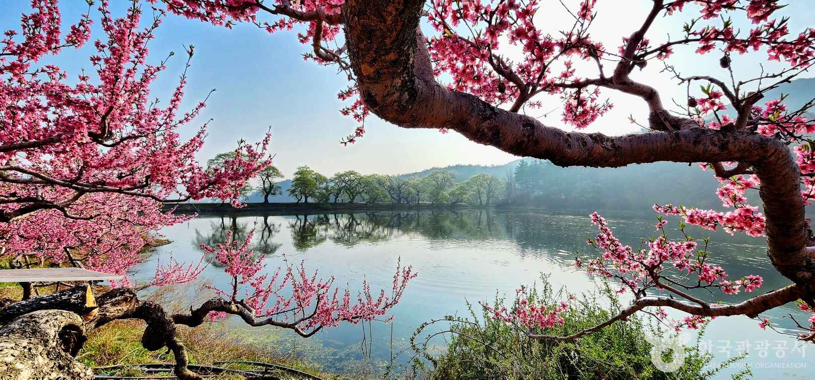 경산 반곡지 복사꽃