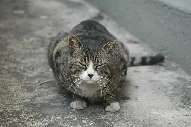 &amp;quot;길고양이