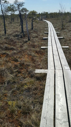 체메르 늪지대 나무길