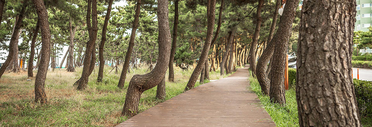 강릉 송정해변 소나무숲