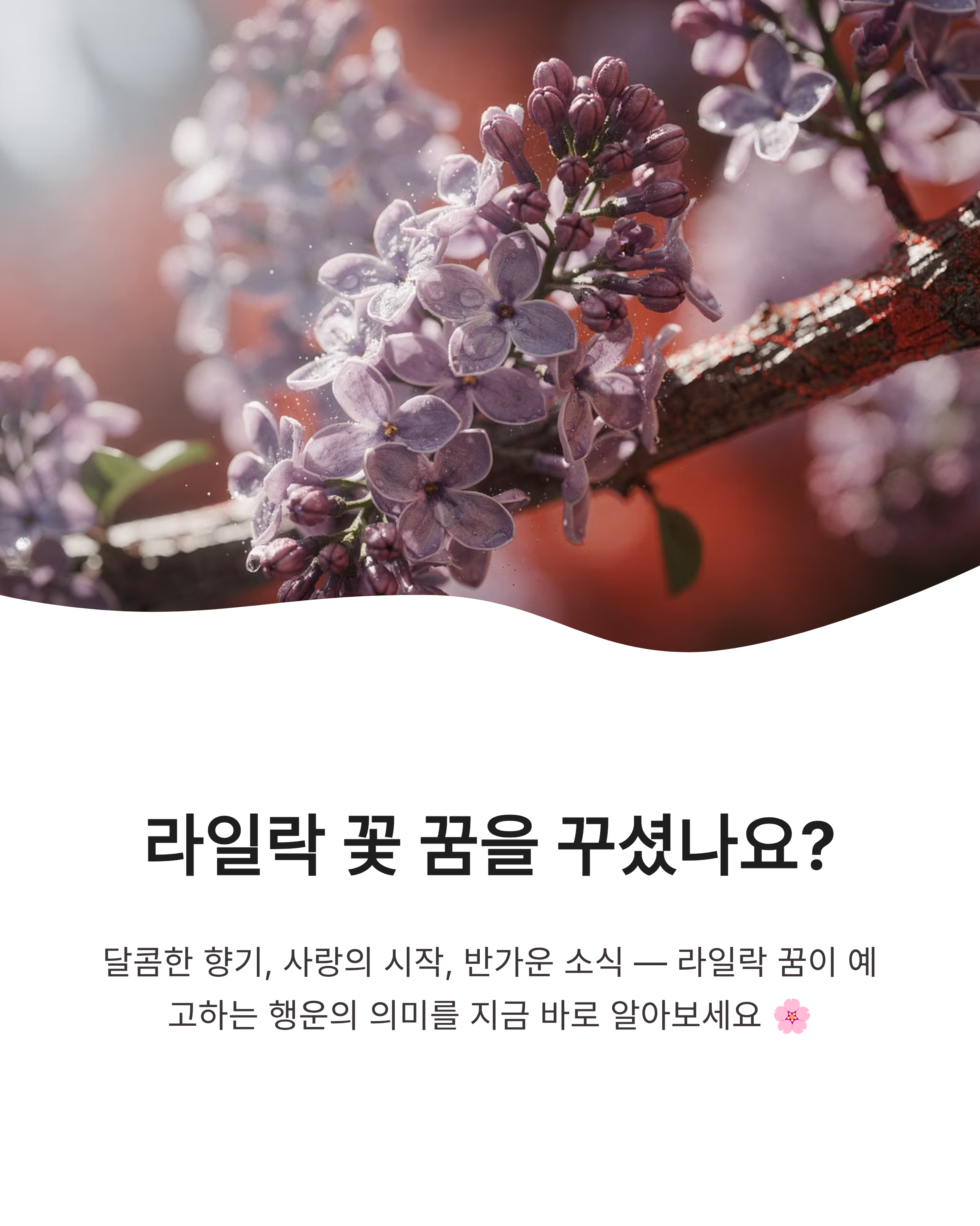 라일락 꽃 꿈 해몽 태몽 보라색 흰색 꿈 풀이 향기로운 행운의 상징 정리