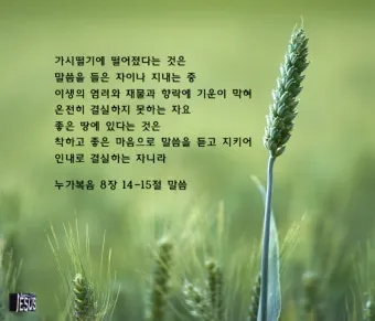 매일성경 묵상과 깨달음(누가복음 8장 1-15절) 씨 뿌리는 자의 비유 말씀_21