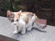 길냥이에게 간택받는 방법 4가지