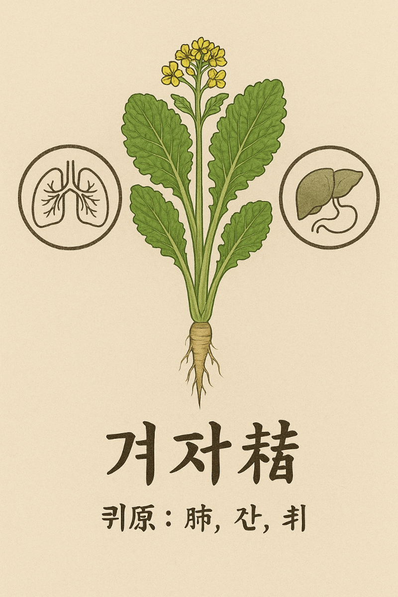 전통적 귀경(歸經) 개념을 도식화한 이미지