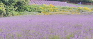 고창 청농원 라벤더 축제