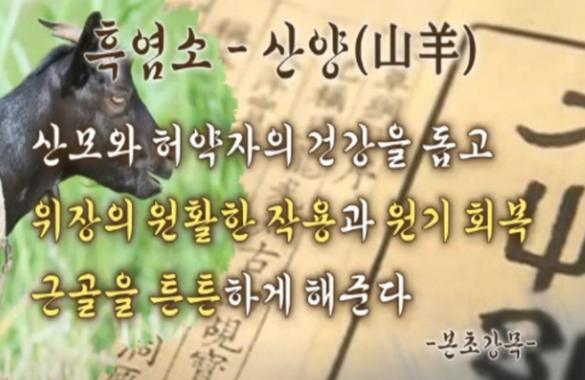 흑염소진액