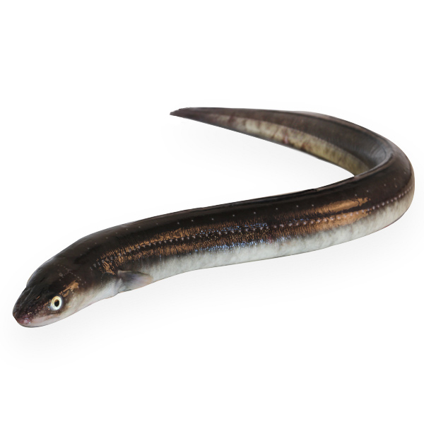 Eel 5