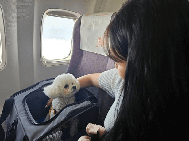 비행기에 탑승한 반려견과 주인의 모습