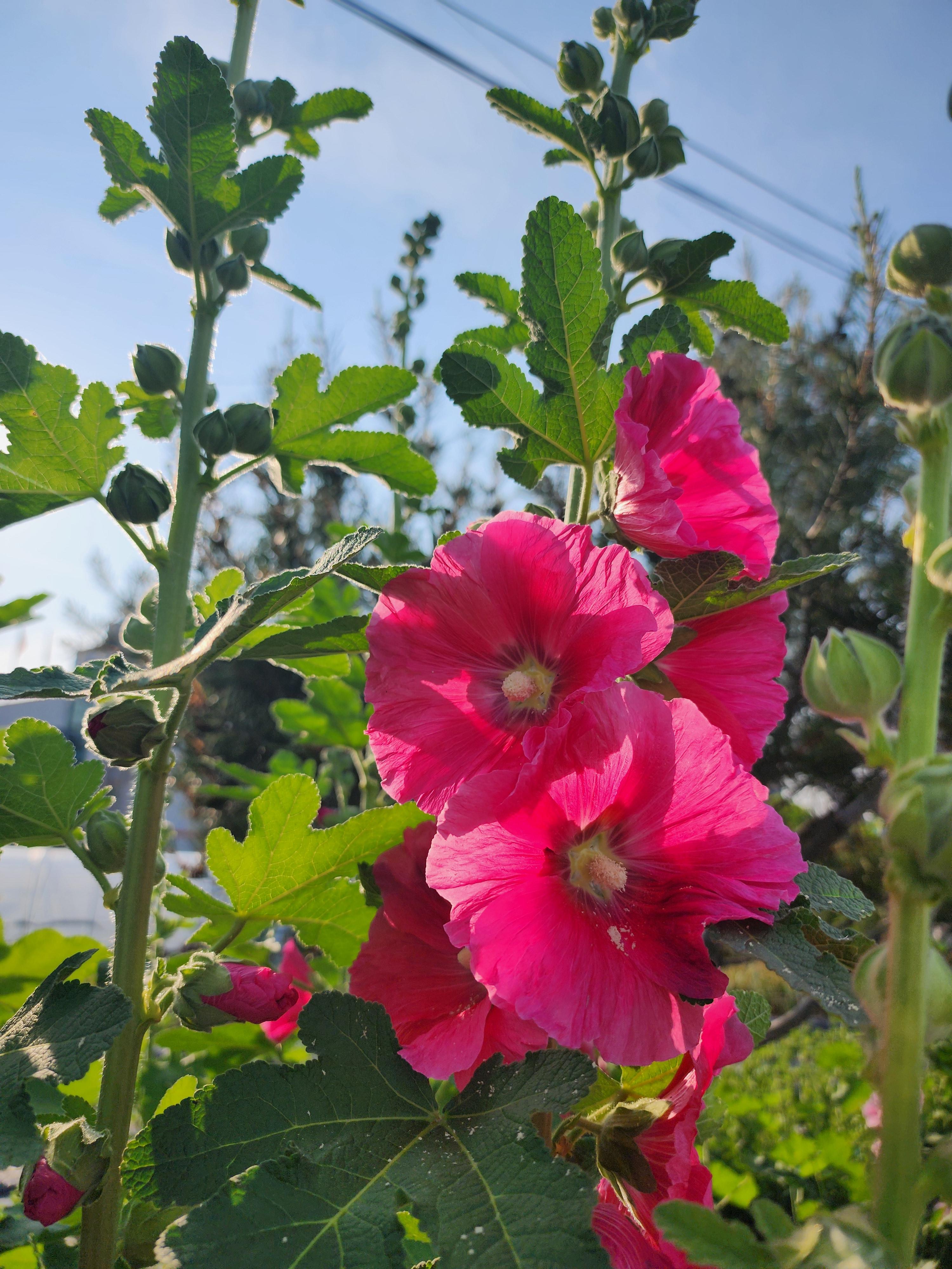 꽃말&amp;#44; 이름 유래&amp;#44; 특징&amp;#44; 파종 시기&amp;#44; 개화 시기&amp;#44; 재배 방법&amp;#44; 무궁화와 차이점