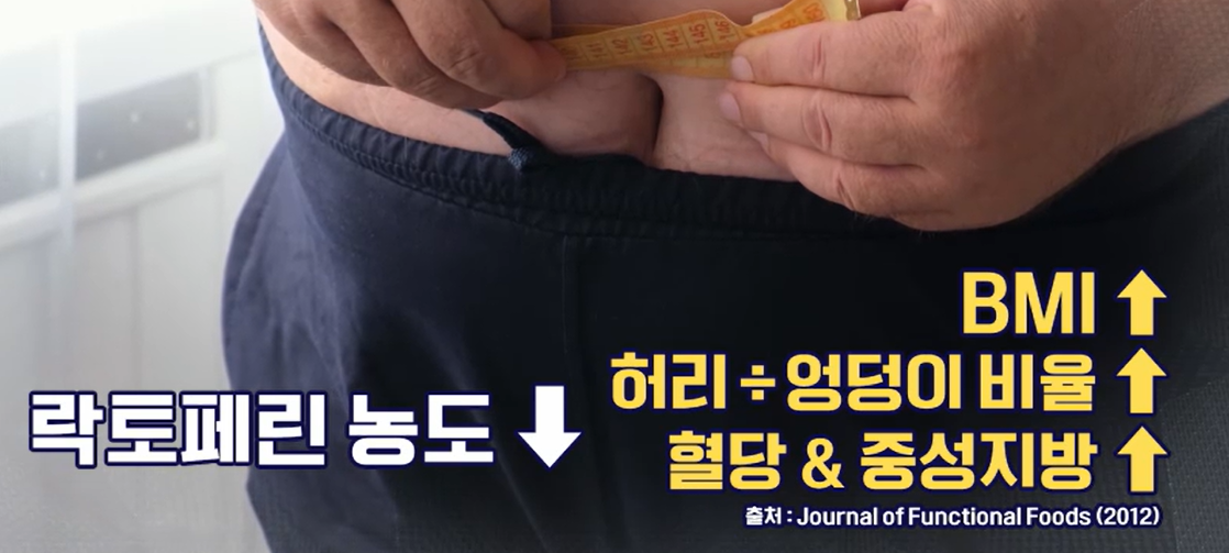 락토페린