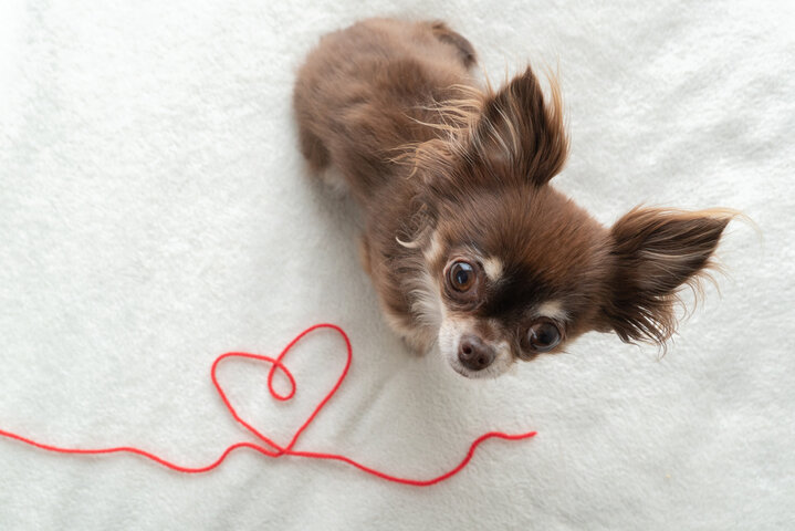 주의해야 할 강아지 알레르기 증상