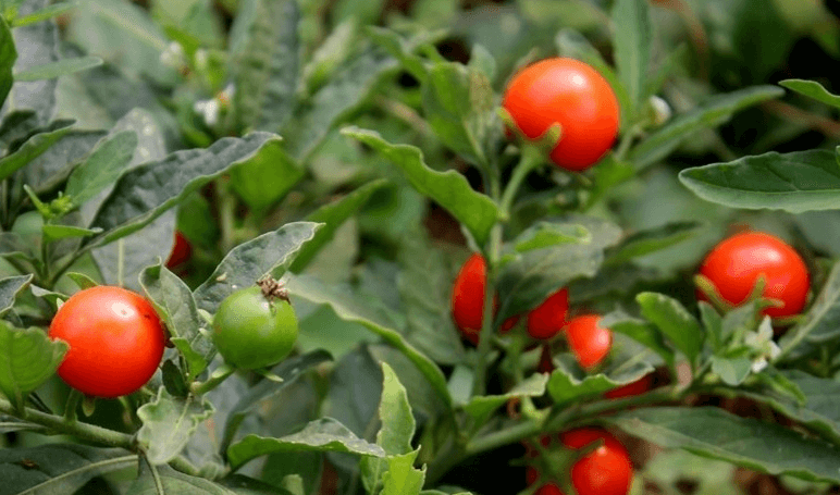 아슈와간다-이미지