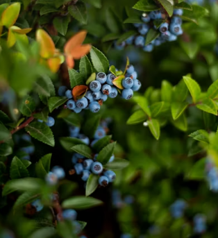 황반변성에 좋은 음식 영양제 식단