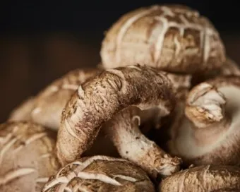 표고버섯 효능_5