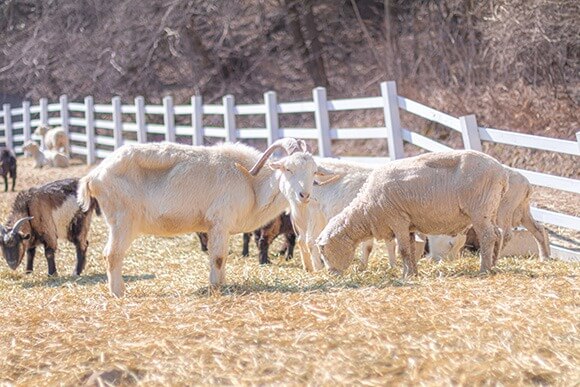 대관령 하늘목장 체험 정보