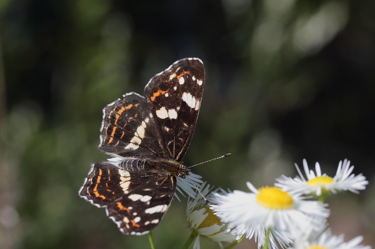 미세기후 낙엽수&middot;상록수 혼합 구간의 국지 온습도 분포 차이 측정 기록