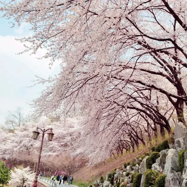 경희대 국제캠퍼스-트립닷컴 출저