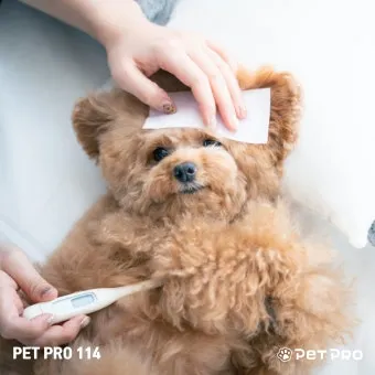 강아지 췌장암 증상 진단 치료법 안내_15