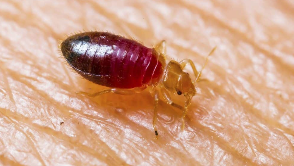 빈대 물린자국 : 빈대 퇴치법&amp;#44; 증상&amp;#44; 예방법