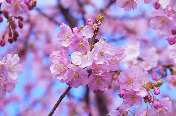 오사카 벚꽃 축제 및 이벤트 소개
